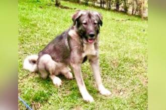Él era Loky, el perro de raza pastor caucásico de 5 años. FOTO: CORTESÍA