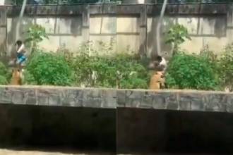 Hombre muere tras invadir el recinto de una leona en Brasil. FOTO: D.R.A 