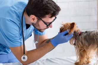 ¿Qué tanto confía en el lugar al que lleva a sus animales a consulta? Preste atención a las señales. FOTO: CANVA