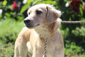 La pólvora no solo afecta a las personas, sino que también está causando estragos en los animales. FOTO: CORTESÍA ALCALDÍA DE MEDELLÍN