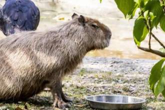 La pólvora no solo afecta a las personas, también golpea fuerte a los animales. FOTO: JAIME PÉREZ