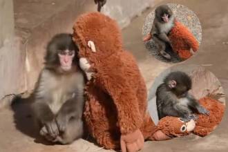 Punch con su peluche. FOTOS: TOMADAS DE X @CHILLAMCHILLI, @INKBLOTISTAN E @INFORMACOSMOS