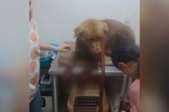Atención veterinaria del perro herido en el municipio de La Unión, Oriente antioqueño. FOTO: TOMADA DE FACEBOOK NOTICIAS LA UNIÓN, ANTIOQUIA
