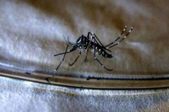 El mosquito del dengue deposita sus huevos en agua acumulada. En pocos días pasan de larvas a mosquitos adultos, un proceso que se acelera con el calor. FOTO: COLPRENSA.