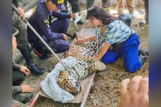 El macho de 120 kilos tenía signos de agotamiento. La foto es del martes 16 de junio, cuando fue rescatado. FOTO: X @RADNALCO