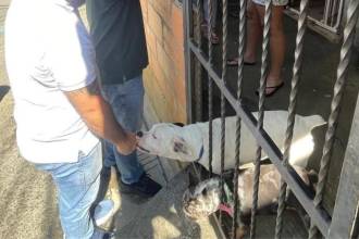 Estos son los dos perros que aparecen en el video difundido en redes. FOTO: CORTESÍA ALCALDÍA DE BELLO