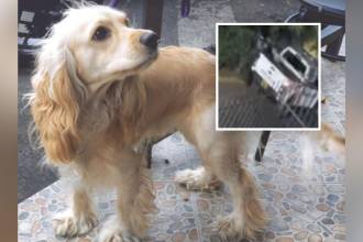Él era Dante. En el recuadro se ve el momento en el que, presuntamente, un policía lo abandonó momentos después de ser atropellado. FOTOS: CORTESÍA Y CAPTURA DE VIDEO