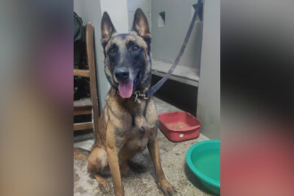 Telmo, perro antiexplosivos iba en el helicóptero derribado de la Policía. /FOTO: CORTESÍA