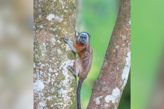 En los últimos 10 años el Área Metropolitana ha reducido en un 30 % el tráfico ilegal de especies. FOTO: El Colombiano. 