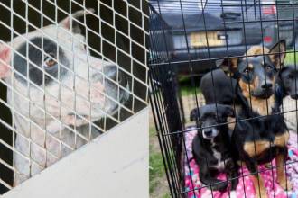 En total fueron recuperados 12 caninos. FOTO: FICALÍA 