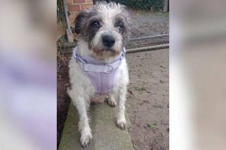 Sky llegó a la fundación en agosto del año pasado. FOTO: CORTESÍA