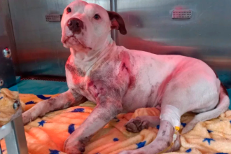 Benji estuvo hospitalizado, bajo monitoreo constante, y requirió una transfusión de sangre para sobrevivir. /FOTO: CORTESÍA