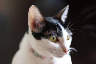 Antes de pensar que su felino es sordo, acéptelo: a su gato le encanta ignorarlo. FOTO: MAGNIFIC