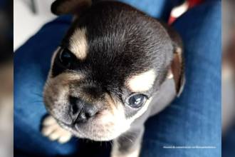 Odín, el perrito que falleció por maltrato. /FOTO: FISCALÍA GENERAL DE LA NACIÓN 