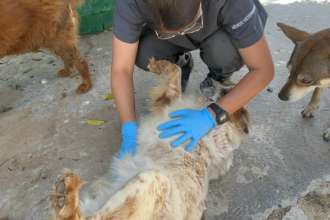 Centro de bienestar animal La Perla./FOTO: ALCALDÍA DE MEDELLÍN
