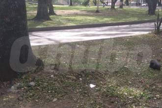 Contra este árbol chocó la víctima para ser trasladada a centro asistencial donde murió. FOTO: GUILLERMO OSPINA MUÑOZ