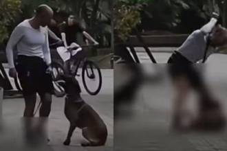 Caso de maltrato animal en Estadio. FOTO: DENUNCIAS ANTIOQUIA