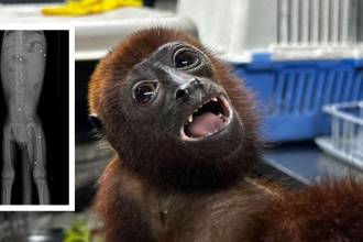 Al estar distribuidos en varias zonas, los perdigones deterioraron la salud del animal hasta llevarlo a al muerte. FOTO: CORANTIOQUIA