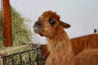 Ámbar, la llama rescatada en Rionegro. FOTO: ALCALDÍA DE RIONEGRO