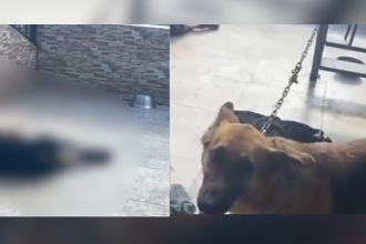 Perros maltratados fueron hallados en la terraza de una casa en la Floresta. /FOTOS: CAPTURA DE VIDEO MEVAL