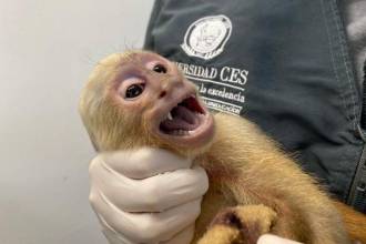 Este tipo de animales están prohibidos para domesticarse; sin embargo, hay personas que insisten en tenerlos en casa y los maltratan. / FOTO: CORTESÍA ÁREA METROPOLITANA
