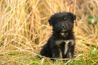 Fotografía ilustrativa del cachorro. FOTO: CANVA