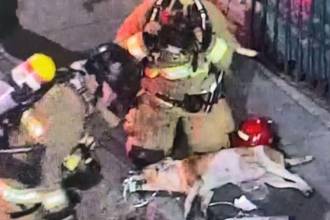 Bomberos salvaron a un perrito EN EL Centro de Medellín. / FOTO: ALCALDÍA DE MEDELLÍN