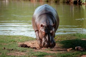 Si no se hace el control, en 9 años podríamos pasar de 200 a 1000 hipopótamos. FOTO: COLPRENSA - INSTITUTO HUMBOLDT 