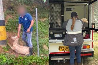 Imagen de la agresión y del rescate de los animales. FOTOS: CORTESÍA Y ALCALDÍA DE MEDELLÍN