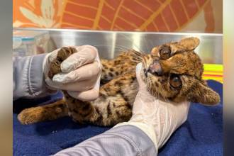 El animal tenía visibles signos de maltrato. FOTO: ALCALDÍA DE MEDELLÍN