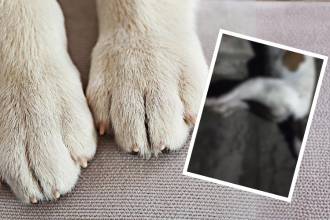 Hay indignación por el envenenamiento de perritos en Valparaíso. FOTOS: CANVA Y CAPTURA DE PANTALLA