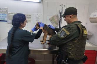 Perrito víctima de presunto maltrato en la Loma de los Bernal. /FOTO: POLICÍA NACIONAL