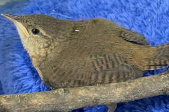 Varias aves han sido reportadas como afectadas por los estallidos y están siendo recuperadas. FOTO: CORTESÍA ÁREA METROPOLITANA.