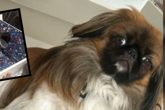 Maxi, perro que falleció tras viajar en la maleta de bus intermunicipal de Maicao a Medellín. /FOTOS: DENUNCIAS ANTIOQUIA Y REDES