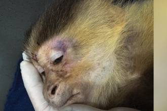 Aberrante: rescataron a mono capuchino golpeado y desnutrido en Medellín 