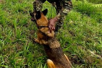 Ella era Mosly, perra antiexplosivos del Ejército. FOTO: CORTESÍA SÉPTIMA DIVISIÓN