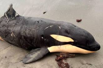 Las causas de varamiento de la orca son materia de investigación. FOTO: FACEBOOK PUERTO ESCONDIDO - CÓRDOBA - COLOMBIA