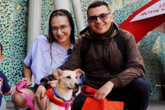 Son más de 80 animales los que están listos para adoptar. FOTO: ALCALDÍA DE MEDELLÍN 