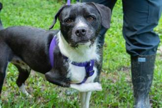 Uno de los perritos disponibles para adopción en La Perla. FOTO: ALCALDÍA DE MEDELLÍN