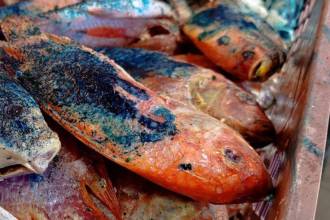 Este pescado no cumplía con las condiciones sanitarias. FOTO: ALCALDÍA DE BELLO