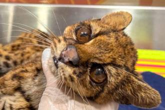 El animal se encuentra bajo vigilancia constante y con pronóstico reservado. FOTO: ALCALDÍA DE MEDELLÍN