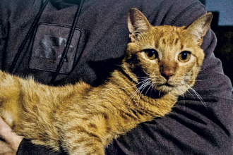 Hasta con las mascotas se han dado casos de extorsión por devolución de bienes. Lo particular en estos hechos es que el victimario es, por lo general, un vecino o un conocido. / FOTO: JULIO CÉSAR HERRERA