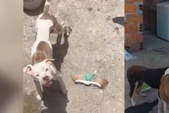 Los perros fueron encontrados con bajo peso y en condiciones insalubres. FOTO: TOMADA DE VIDEO 