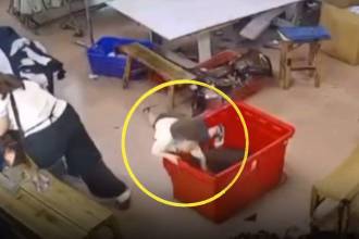 Los trabajadores del lugar no se percataron del escondite elegido por el menor. FOTO: CAPTURA DE VIDEO X @ANXIOUSVIDS