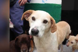 Medellín tendrá varios eventos dedicados a los animales de compañía. FOTO: ALCALDÍA DE MEDELLÍN