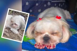 Ella era la Luna, la perrita que falleció tras ser víctima de presunto abuso sexual en San Roque (detalle). FOTO: TOMADA DE INSTAGRAM