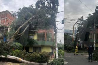 Así quedó la calle tras la caída del árbol en el barrio La Asunción. FOTO: FAISURY SÁNCHEZ ARREDONDO