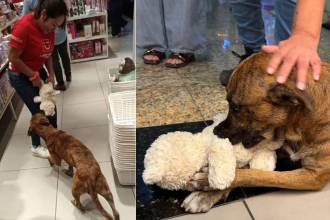 Perrito roba juguete en el Miniso. FOTO: REDES SOCIALES