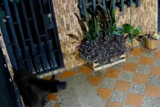 Perro maltratado en El Peñol, Oriente antioqueño. / FOTO: CAPTURA DE VIDEO