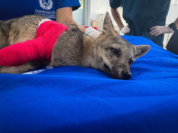 Zorro perro. /FOTO: CORTESÍA